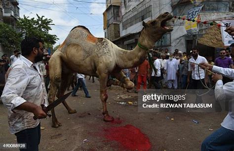 Camel Slaughter in Various Regions across the Globe