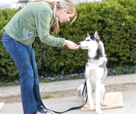 Canine Combat: A Glimpse Into Our Subconscious