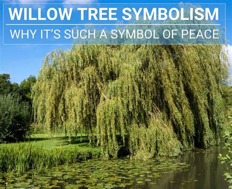 Captivating Legends and Symbolism surrounding Willow Trees