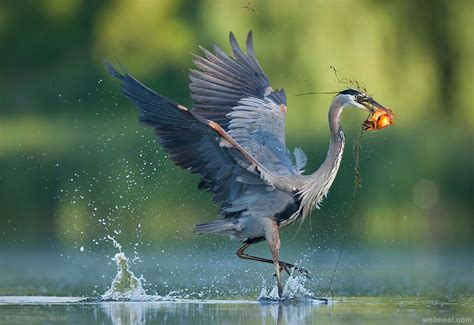 Capture the Perfect Moments: Photography Tips for Bird Enthusiasts
