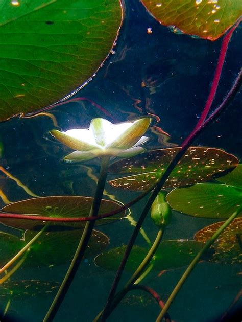 Capturing the Elegance: Photography Tips for Admirers of Lotus Leaves