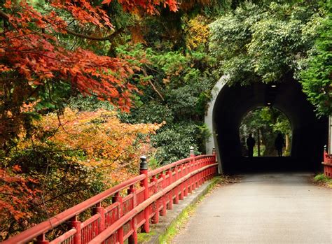 Capturing the Enchanting Charm: Tips for Breathtaking Fall Photography