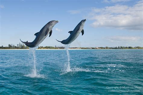 Capturing the Perfect Shot: Tips for Photographing Leaping Cetaceans