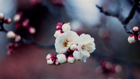 Capturing the Transient Elegance: Tips for Photographing Untamed Blossoms