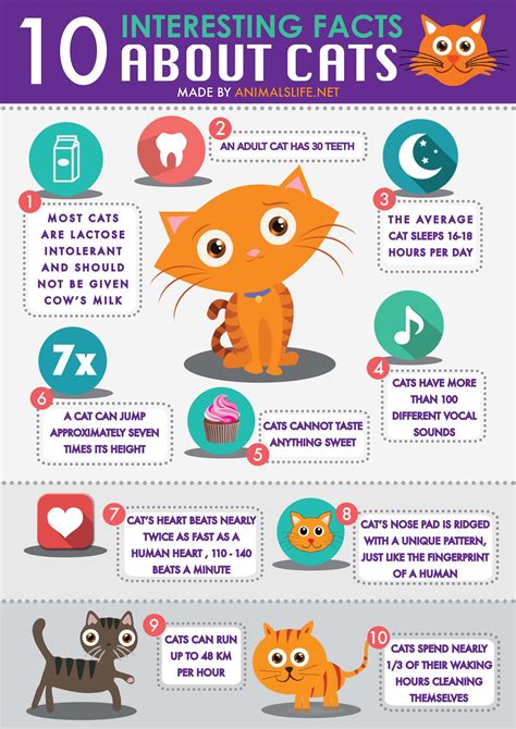 Caring for Your Domestic Cat: Tips for Promoting Health and Well-being