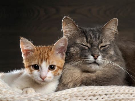 Cat Hair as a Symbol of Comfort and Connection