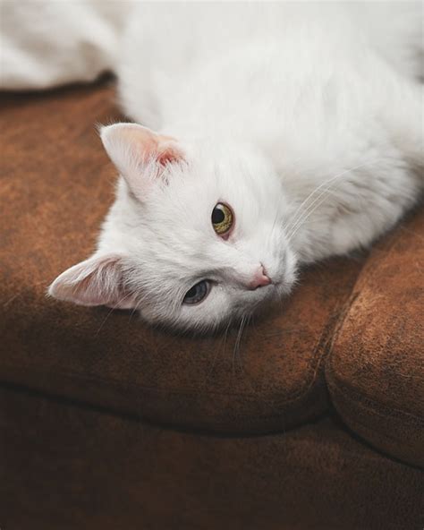 Cat Health and Care: Ensuring the Wellness of Your Furry Companion