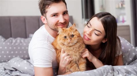 Cats: Our Beloved Feline Companions