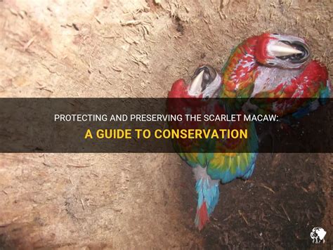 Challenges and Conservation Efforts for the Scarlet Macaw: Preserving the Jewel-toned Avian Species