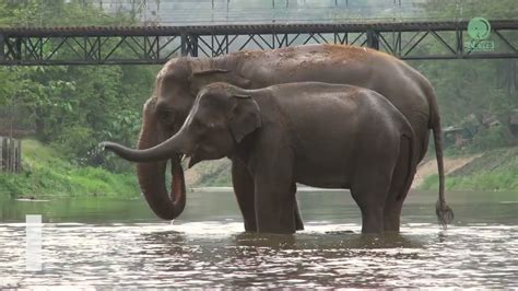 Challenges and Rewards: The Joys and Hurdles of Elephant Companionship