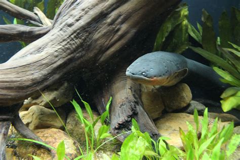 Challenges in Conserving and Protecting Electric Eels in Their Natural Habitat