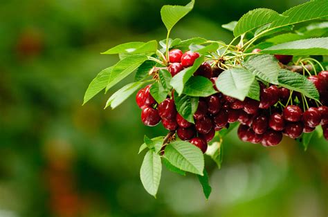 Cherry Harvest: An Entertaining Pastime for the Entire Family