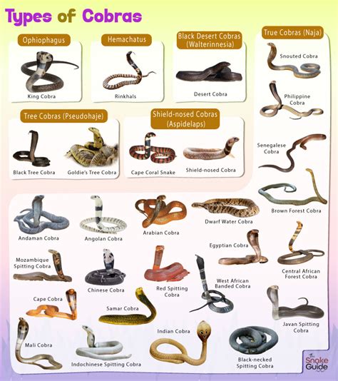 Choosing the Appropriate Cobra Species