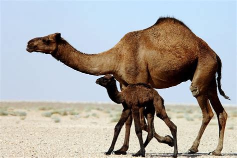 Choosing the Ideal Dromedary Companion