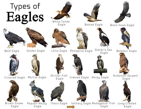 Choosing the Ideal Eagle Breed as a Feathered Companion