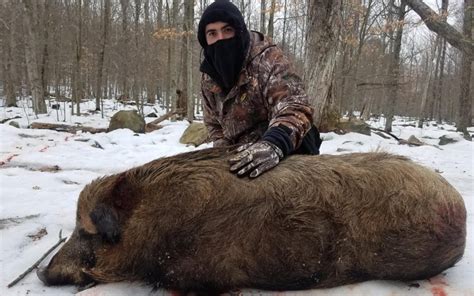 Choosing the Ideal Location for Your Exciting Wild Boar Hunting Experience