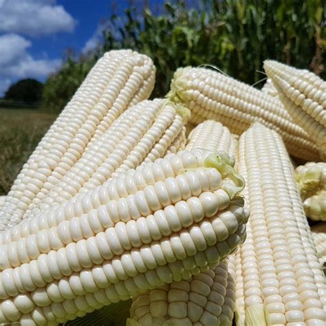 Choosing the Ideal Maize Variety for Your Climate 