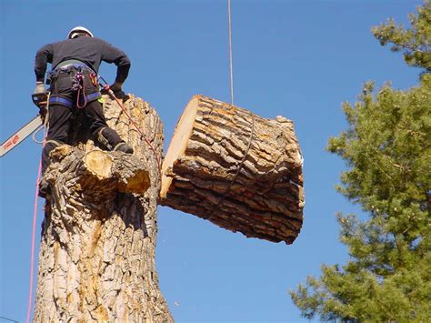 Choosing the Ideal Moment for Tree Extraction