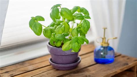 Choosing the Ideal Spot: Understanding the Environmental Requirements of Holy Basil