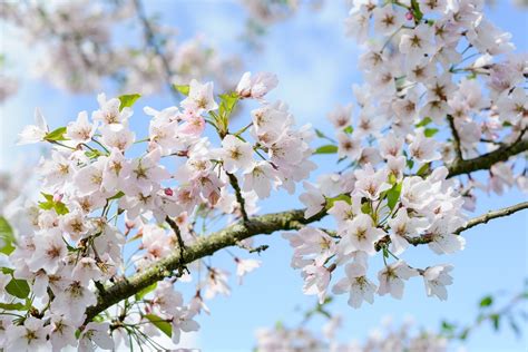 Choosing the Ideal Spot for Your Blossoming Cherry Tree