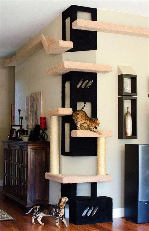 Choosing the Ideal Spot for Your Feline Climbing Structure