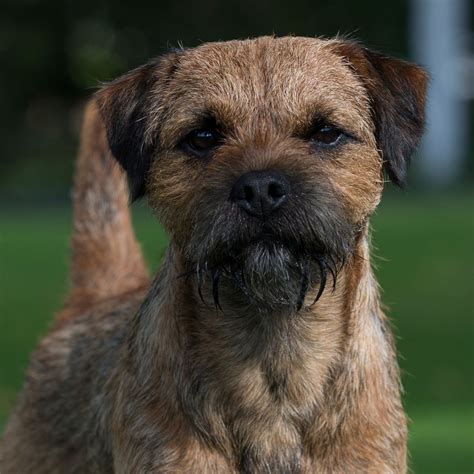 Choosing the Ideal Terrier for Your Lifestyle