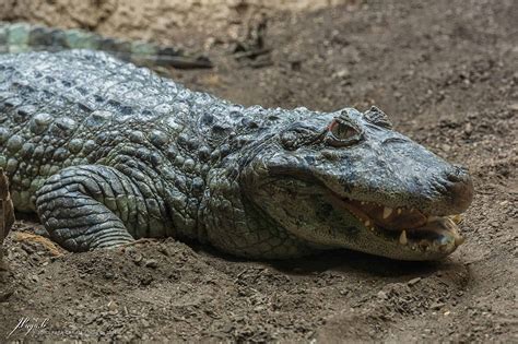 Choosing the Perfect Crocodile Species to Suit Your Lifestyle