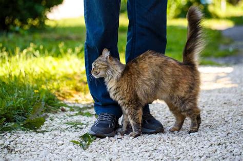 Choosing the Perfect Feline Companion to Fit Your Lifestyle