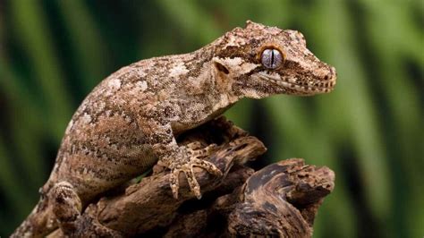 Choosing the Perfect Gecko Companion for Your Home