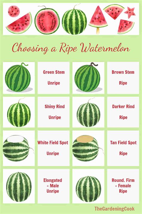 Choosing the Perfect Melon: A Step-by-Step Guide