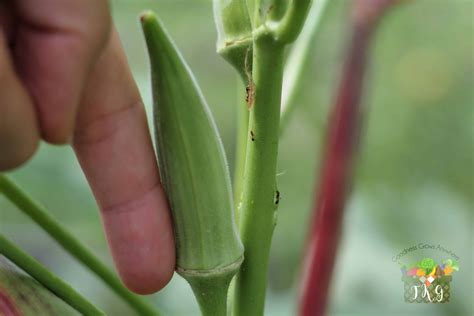 Choosing the Perfect Okra: Expert Advice on Selecting the Best Pods