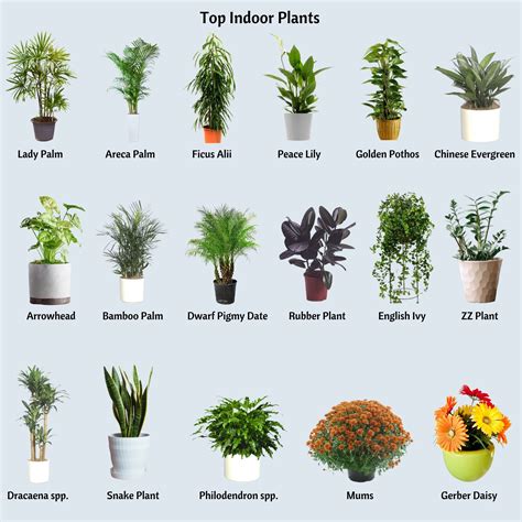 Choosing the Perfect Plants to Enhance Your Indoor Atmosphere