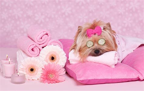 Choosing the Perfect Products for Pampering Your Pooch