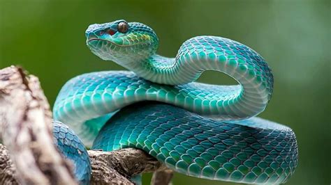 Choosing the Perfect Snake Species for You