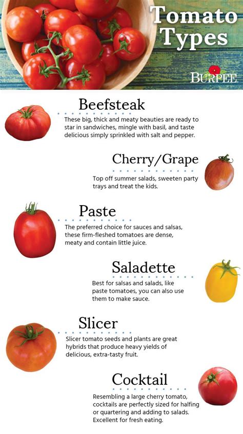 Choosing the Perfect Tomato Varieties for Your Home Garden