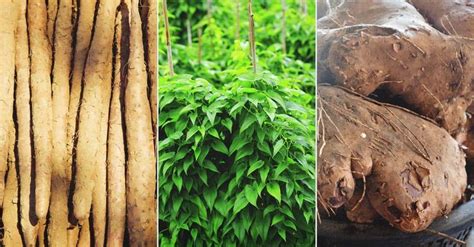 Choosing the Perfect Variety of Yam Plants