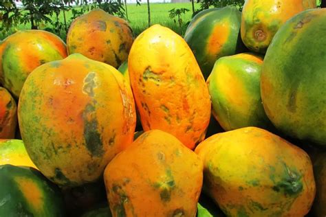 Choosing the Perfectly Ripe Papaya: Expert Advice and Insider Secrets