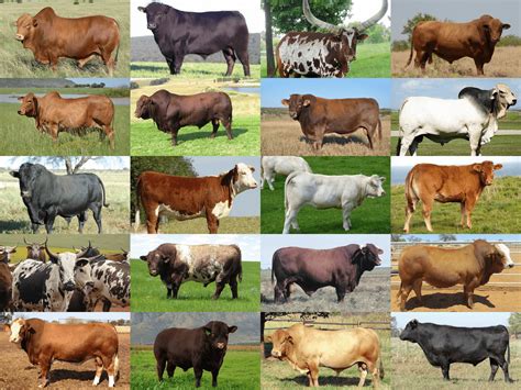 Choosing the Right Breeds: Ensuring Success in Your Cattle Farming Venture
