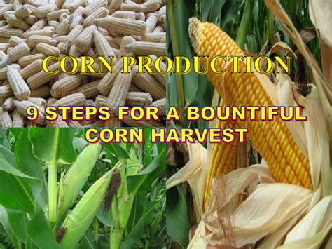 Choosing the Right Variety: A Key Step Towards Corn Heaven