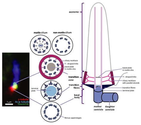 Cilia De Lux's Future Plans and Projects