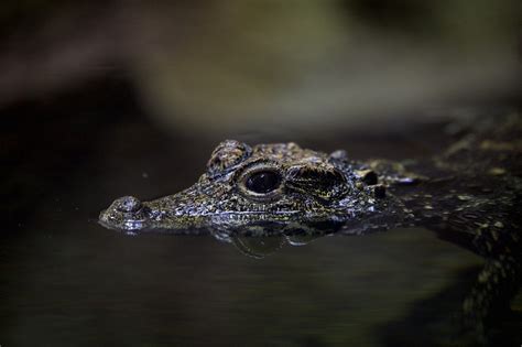 Common Dream Scenarios Involving Alligator Heads