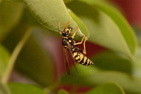 Common Dream Scenarios Involving Pale Wasps