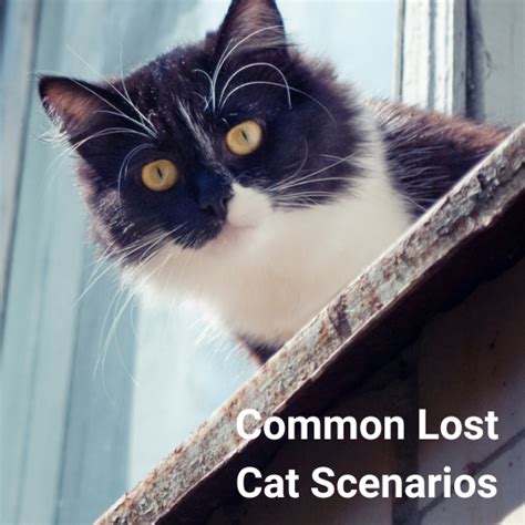 Common Scenarios Involving a Phantom Feline
