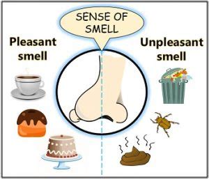 Common Types of Unpleasant Smells Experienced in Dreamscapes