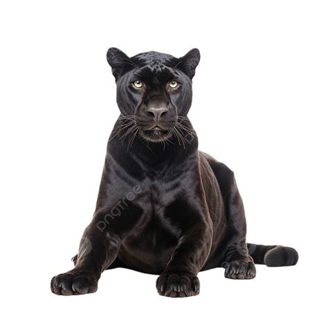 Connecting with Your Inner Strength: Power and Confidence Embodied by a Baby Black Panther in Dreams