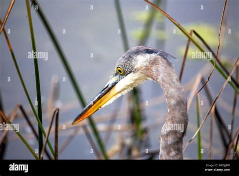 Conservation: Safeguarding the Majestic Great Blue Heron and its Ecosystem