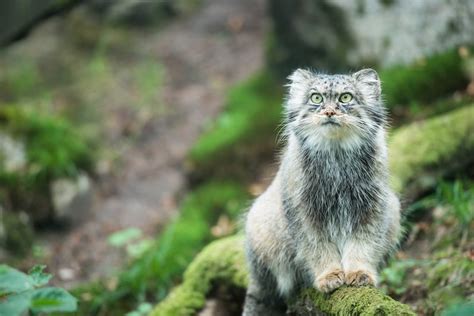 Conservation Efforts: Protecting and Preserving the Elusive Spider Cat Species in their Natural Habitat