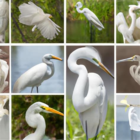 Conservation Efforts: Protecting the Majestic Egrets and their Natural Habitat