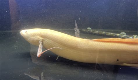 Conservation Efforts and the Future of the Mysterious Albino Eel