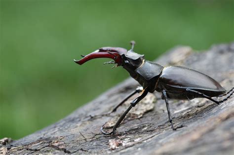 Conservation Efforts for Ensuring the Continuation of the Captivating Stag Beetle Vision